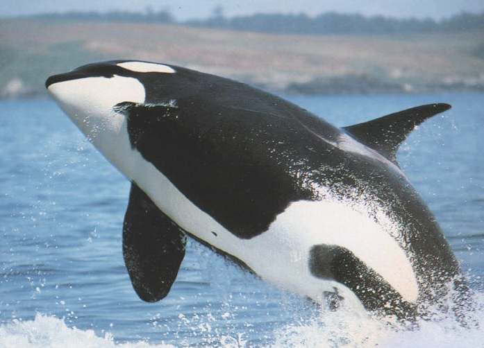 Newport Beach Killer Whale Watching