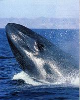 Southern California Blue Whale
