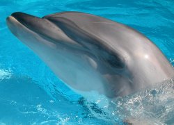Newport Beach Bottle Nose Dolphins