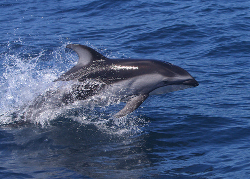 Newport Beach Whale Watching