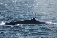 Los Angeles Whale Watching