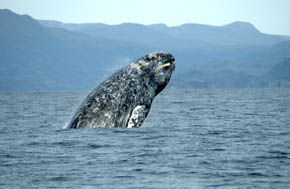Newport Beach Whale Watching--Whale Conservation Center