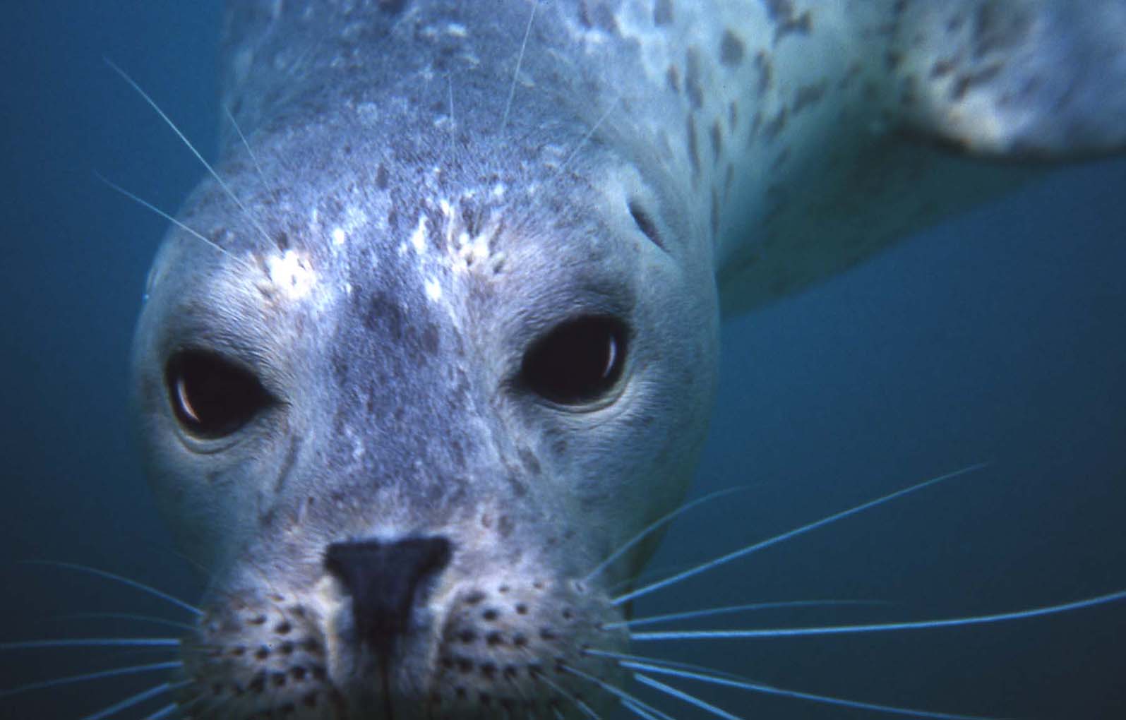  Port of Los Angeles Harbor Seal