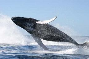 Newport Beach Humpback Whale Watching