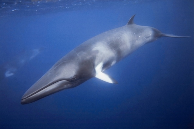 Newport Beach Whale Watching