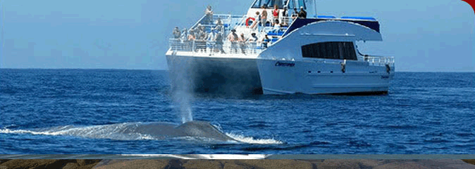 Newport Beach Whale Watching Tours