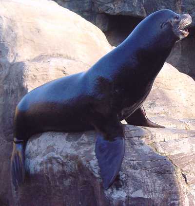 Long Beach California Sea Lion Watching