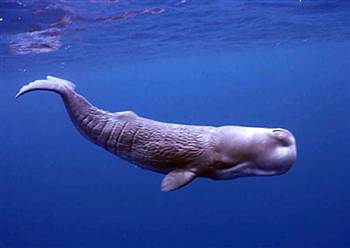 Los Angeles Sperm Whale Watching