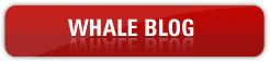 southern california whale blog