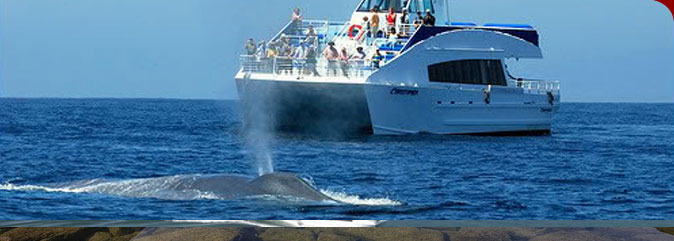 whale hunting statistics. Newport Beach Whale Watching